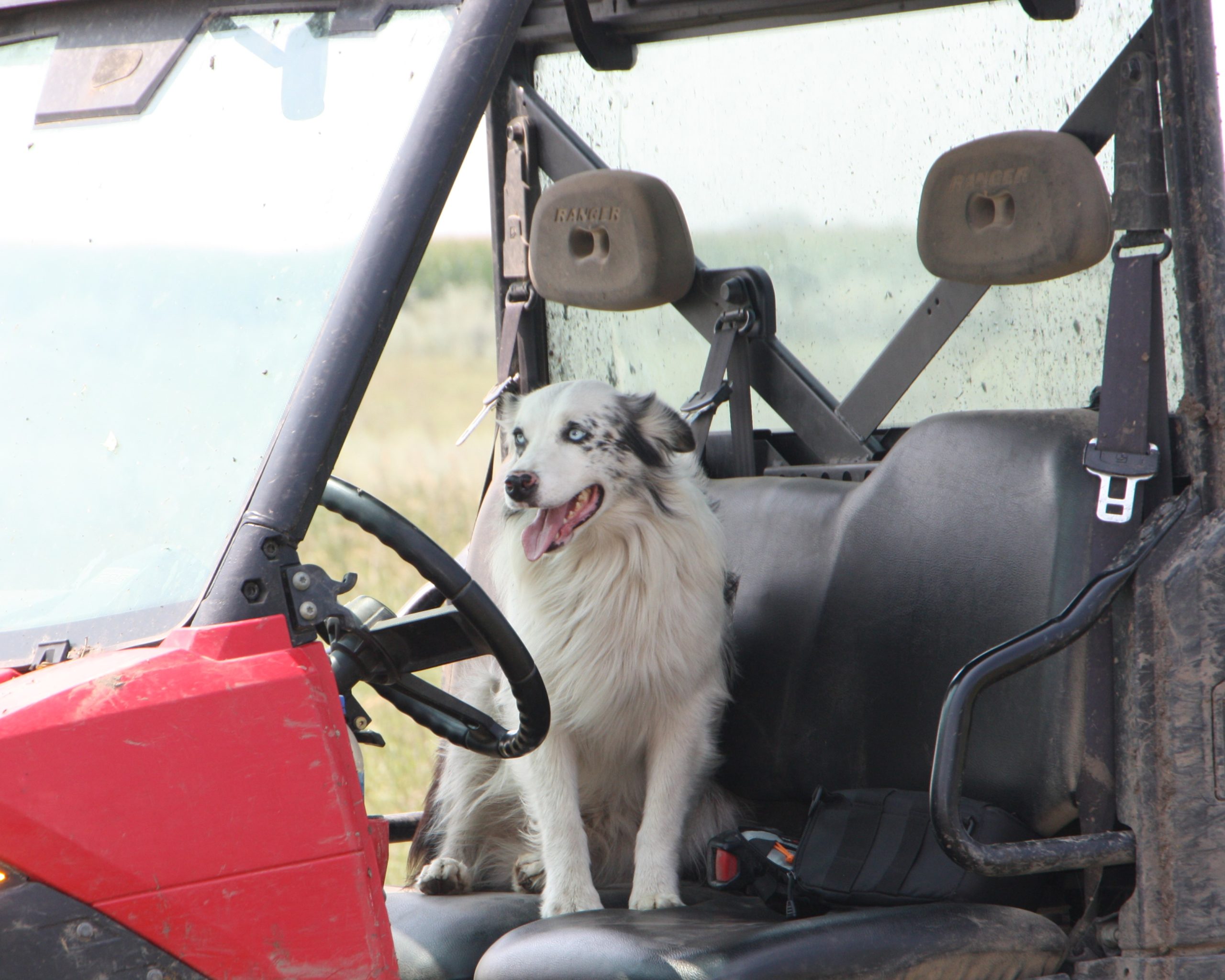 Boot Creek Farms Show Cattle - Cavour, SD