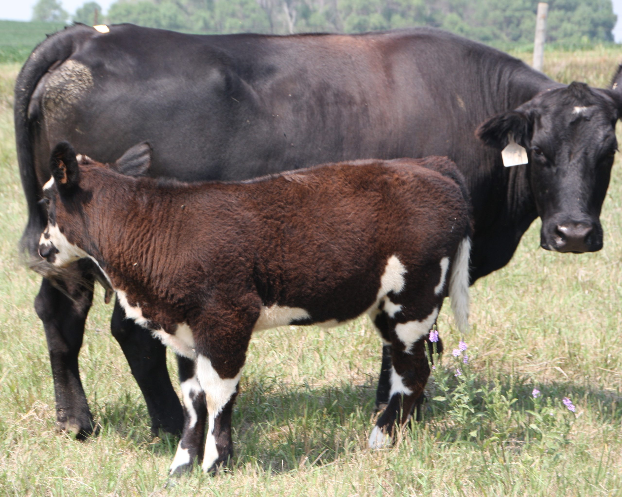 Boot Creek Farms - Cow/Calf Pair 2021