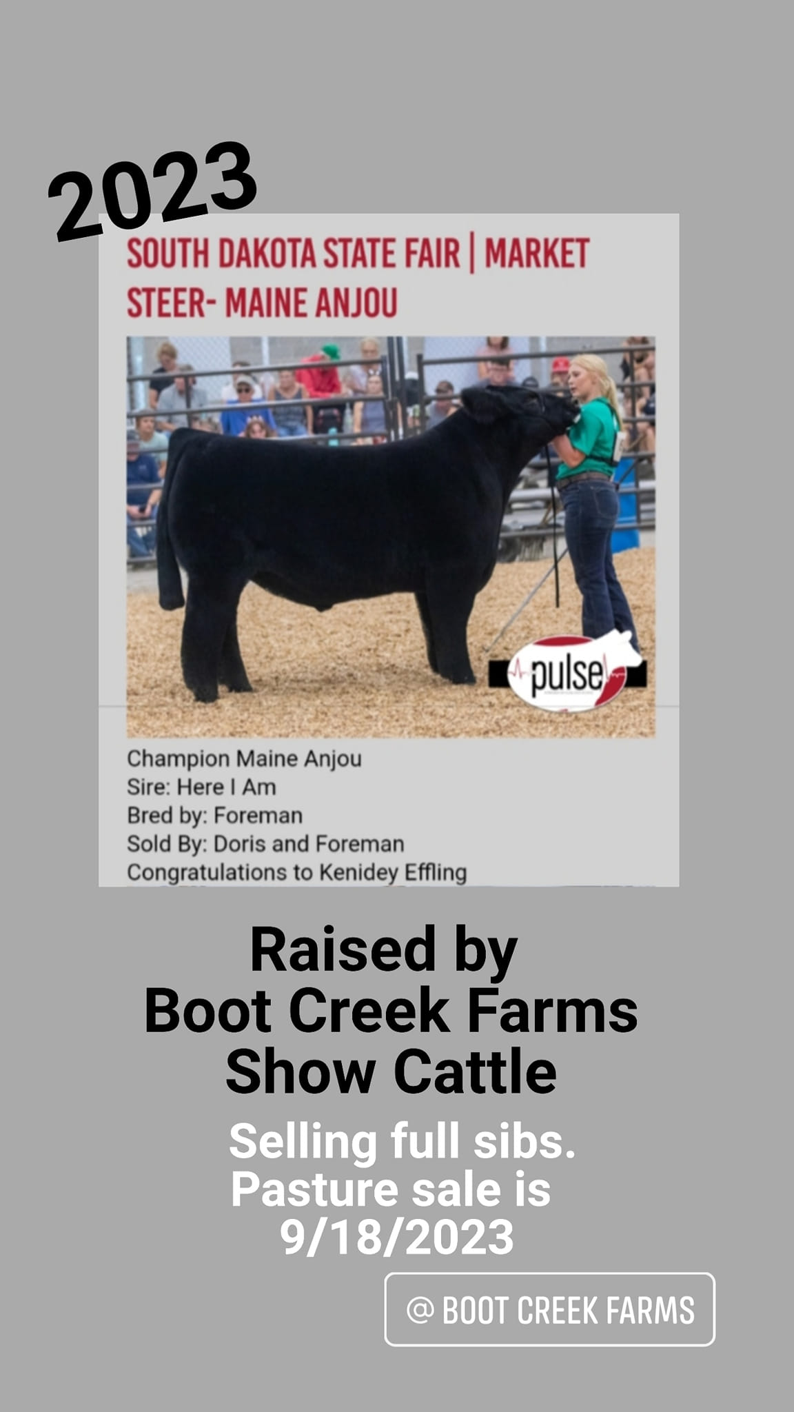 2023 SD State Fair Champion Maine Anjou - shown by Kenidey Effling - Forman - Doris - Boot Creek Farms Show Cattle 2023 SD State Fair Maine Anjou - shown by Kenidey Effling - Forman - Doris - Boot Creek Farms Show Cattle - Here I Am steer