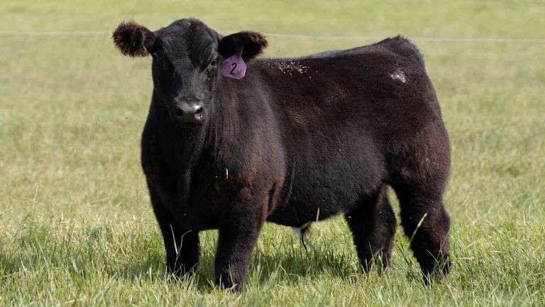 2 Lot 2 HIA steer - DAM 186 - Forman Show Steers - Boot Creek Farms Show Cattle