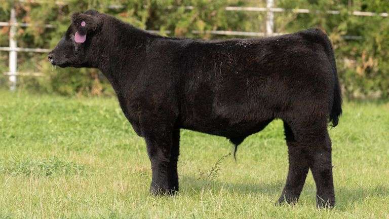 7 Lot 7 HIA steer - DAM 004 - Forman Show Steers - Boot Creek Farms Show Cattle