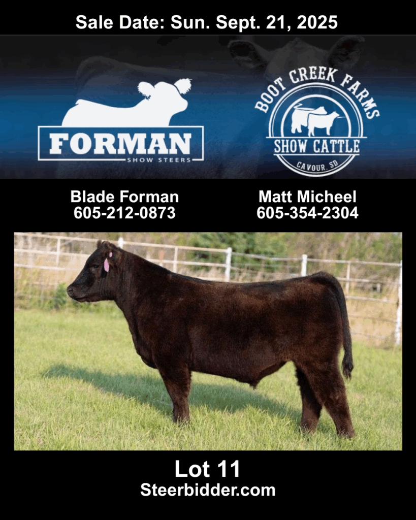 Lot 11 - Forman Show Steers and Boot Creek Farms Show Cattle - Pasture Sale 2025 September 21, 2025