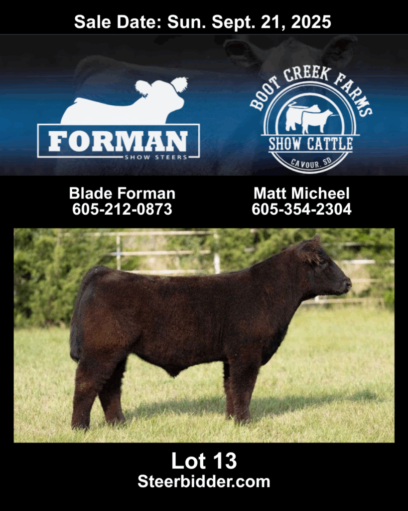 Lot 13 - Forman Show Steers and Boot Creek Farms Show Cattle - Pasture Sale 2025 September 21, 2025