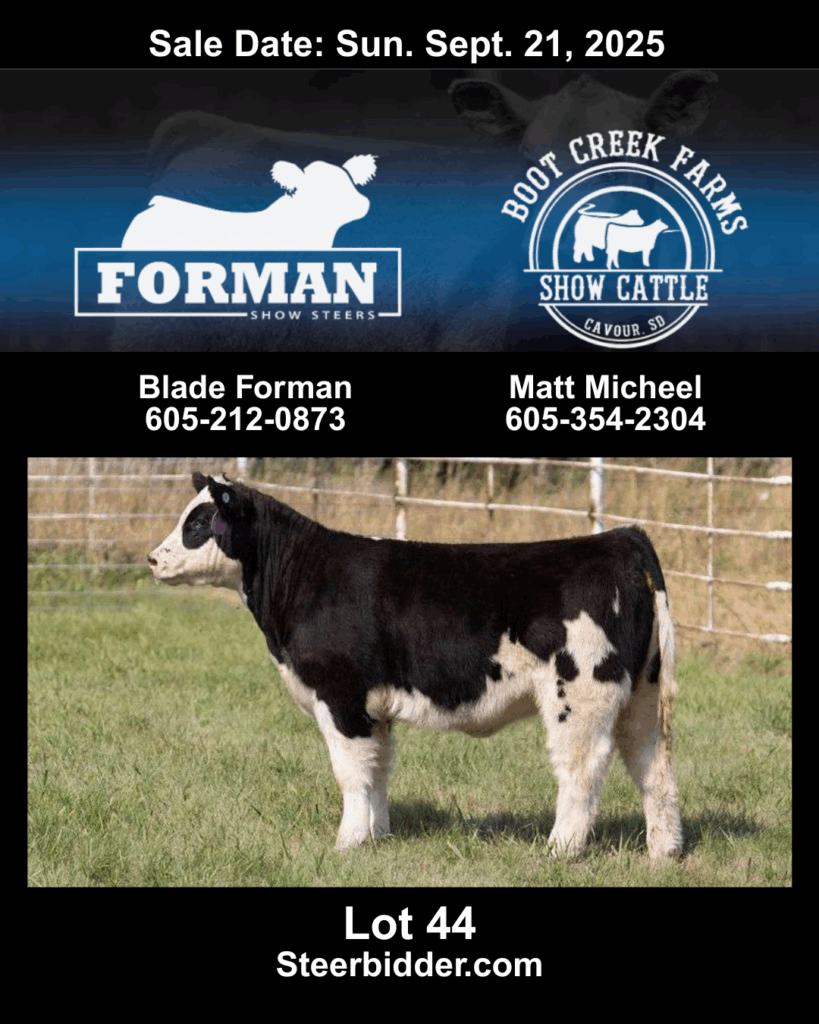 Lot 44 - Forman Show Steers and Boot Creek Farms Show Cattle - Pasture Sale 2025 September 21, 2025