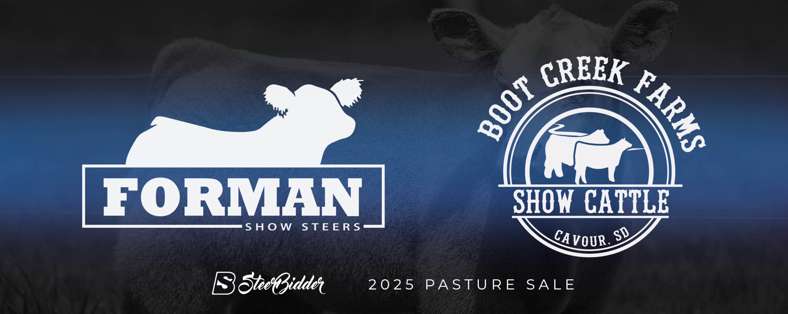 Lot 1 HIA steer - DAM 1985 - Forman Show Steers - Boot Creek Farms Show Cattle