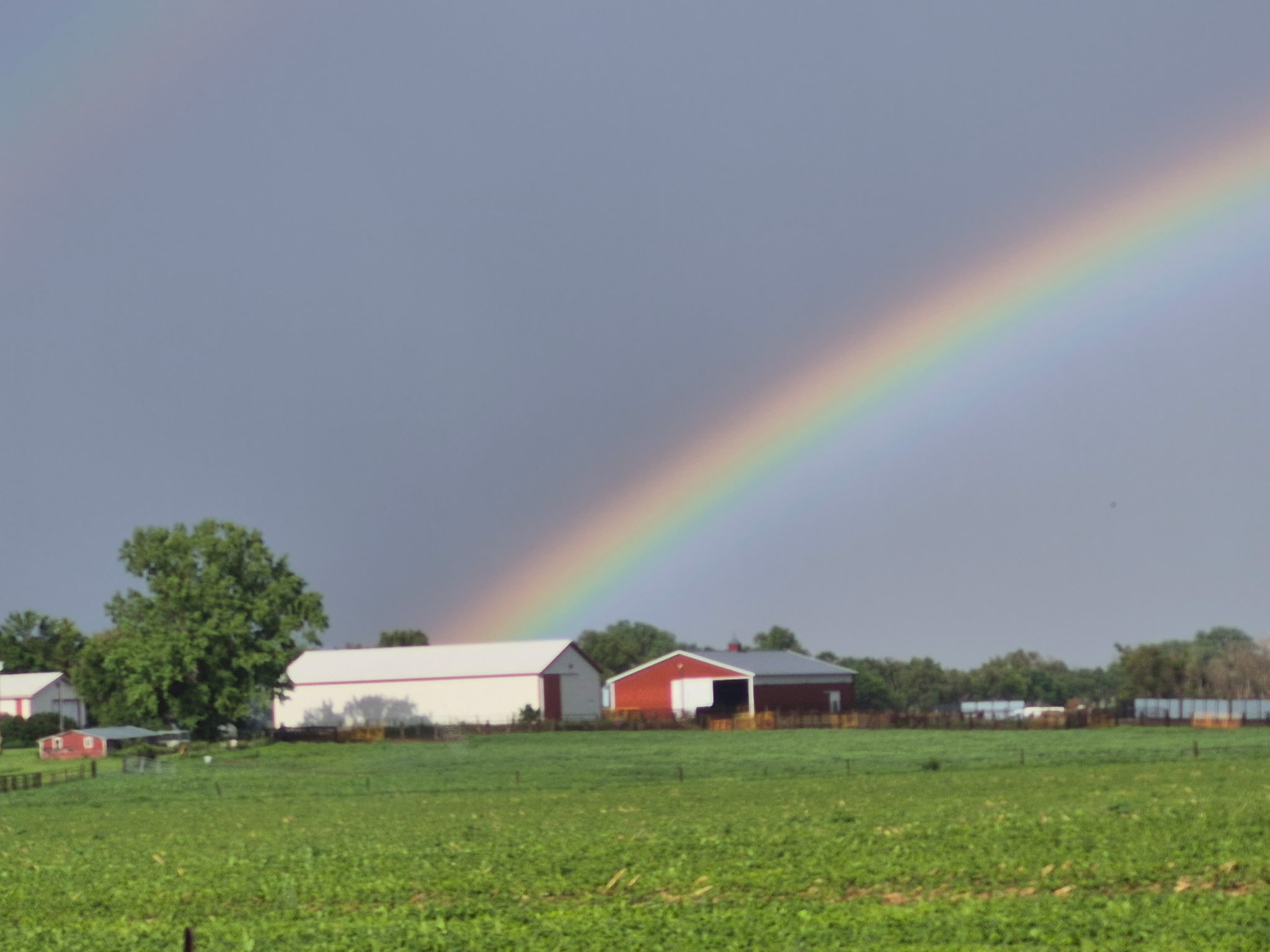 Boot Creek Farms Show Cattle - Cavour, SD
